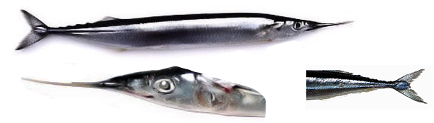 Scomberesox saurus_02.jpg